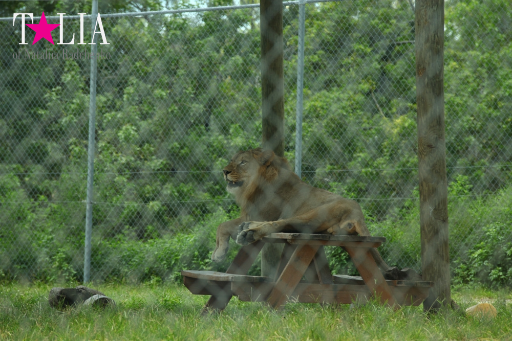 Львиное сафари в Майами (Lion Country Safari)